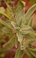 Sage Spice Leaves in the Garden Journal: Take Notes, Write Down Memories in this 150 Page Lined Journal