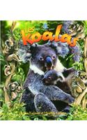 Les Koalas