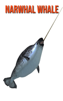 Narwhal Whale: Amazing Facts about Narwhal Whale