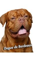 Dogue de Bordeaux: 2020 Weekly Calendar - 12 Months - 107 pages 8.5 x 11 in. - Planner - Diary - Organizer - Agenda - Appointment - Half Spread Blank Pages