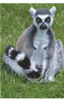 Lemur in the Grass Journal: 150 page lined notebook/diary
