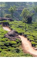 An Inviting Path Through a Tea Plantation in India Journal