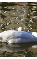 Sleeping Swan on the Water Journal
