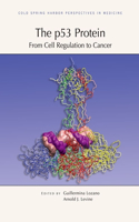 The P53 Protein: From Cell Regulation to Cancer