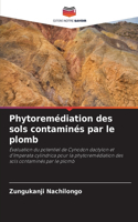 Phytoremédiation des sols contaminés par le plomb