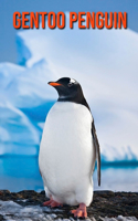 Gentoo Penguin