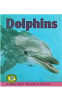 Dolphins