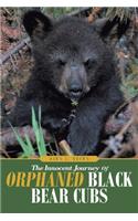 Innocent Journey of Orphaned Black Bear Cubs