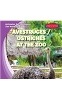 Avestruces / Ostriches at the Zoo