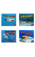 All about Sharks