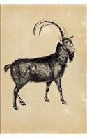 Alpine Ibex (Capra ibex)