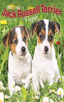 Jack Russell Terrier Puppies 2022 Square