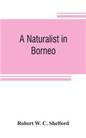 A naturalist in Borneo