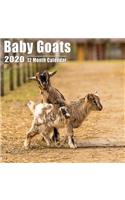 Baby Goats Small Calendar 2020