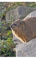Chubby Procavia Capensis Cape Hyrax on a Rock Journal: Take Notes, Write Down Memories in this 150 Page Lined Journal