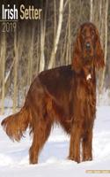 Irish Setter Calendar 2019