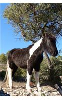 Adorable Brown and White Wild Baby Horse Journal