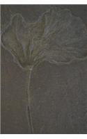 Crinoid Fossil Notebook