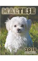 Maltese 2018 Calendar