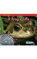 A Frog's Life