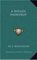 A Wayside Snowdrop