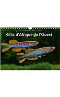 Killis D'afrique De L'ouest 2017