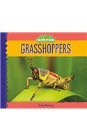 Grasshoppers