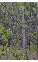 Journal Spring Forest Trees New Leaves: (Notebook, Diary, Blank Book)