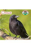 Crows