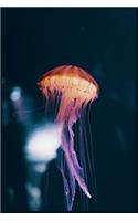Jellyfish Notebook