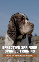 Effective Springer Spaniel Training