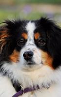 Australian Shepherd