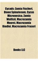 Cycad Introduction: Zamia Fischeri, Dioon Spinulosum, Cycas Micronesica, Zamia Wallisii, Macrozamia Moorei, Macrozamia Riedlei