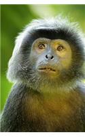 Black Javan Langur Monkey Journal