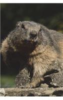 Marmot in the Alpine Valley Journal: 150 Page Lined Notebook/Diary