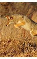 A Coyote Running in the Desert Journal