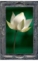 Letting the Lotus Bloom
