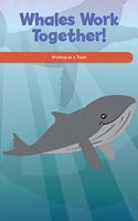Whales Work Together!