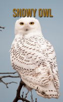 Snowy owl