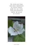 je crois en dieu une paix enfleurie le cocon fleuri prés du lac bleu soie de myoso
