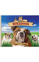 Burly Bulldogs