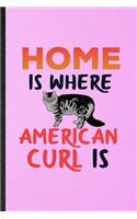 Home Is Where American Curl Is