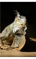 Iguana Notebook