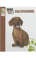 Dachshund