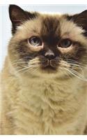 British Shorthair Cat Journal 