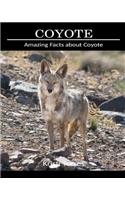 Amazing Facts about Coyote