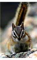 Chipmunk Journal: 150 lined pages, softcover, 6" x 9"