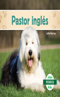 Pastor Inglés (Old English Sheepdogs)