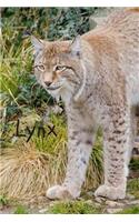 Lynx