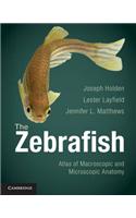 The Zebrafish